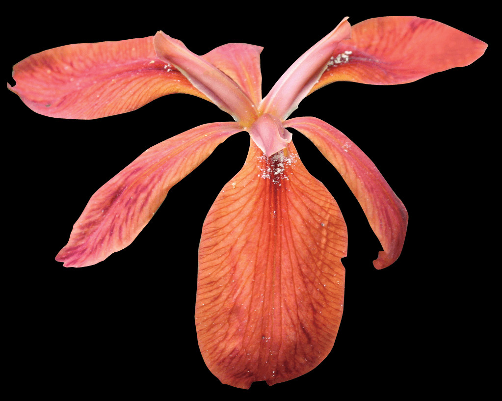 1023x817 Did You Know Iris, Petal, Flower, Plant Descargar Hd Png
