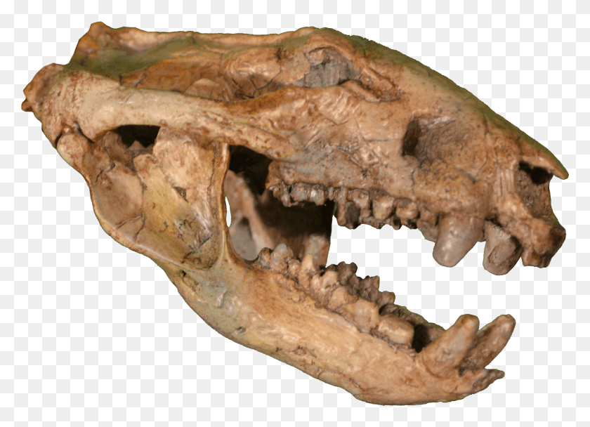 2788x1959 Didelphodon Skull Clean Didelphodon Vorax, Jaw, Fossil, Fungus HD PNG Download