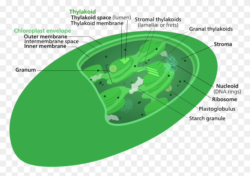 780x532 Difference Between Chloroplast And Mitochondria Stroma Vs Thylakoid, Plant, Diagram, Land HD PNG Download