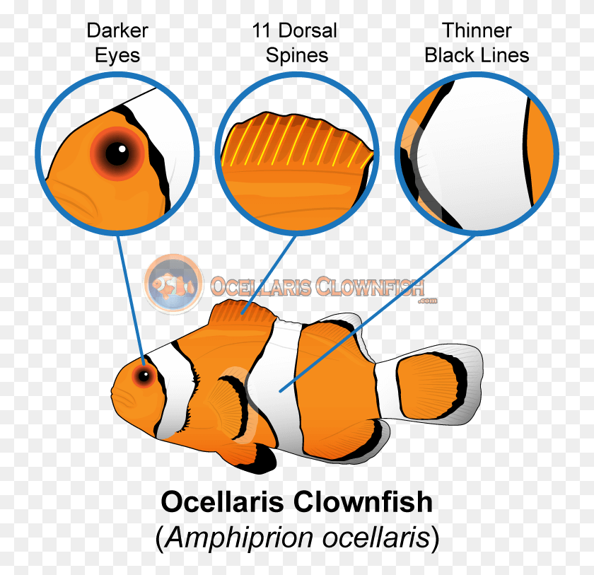 743x753 Difference Between Ocellaris And Percula Clownfish Types Of Clown Fish, Amphiprion, Sea Life, Fish HD PNG Download
