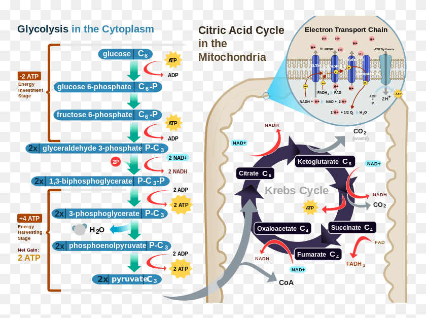 773x567 Difference Between Photosynthesis And Cellular Respiration Bacterial Cell Respiration, Text, Plot, Pac Man HD PNG Download