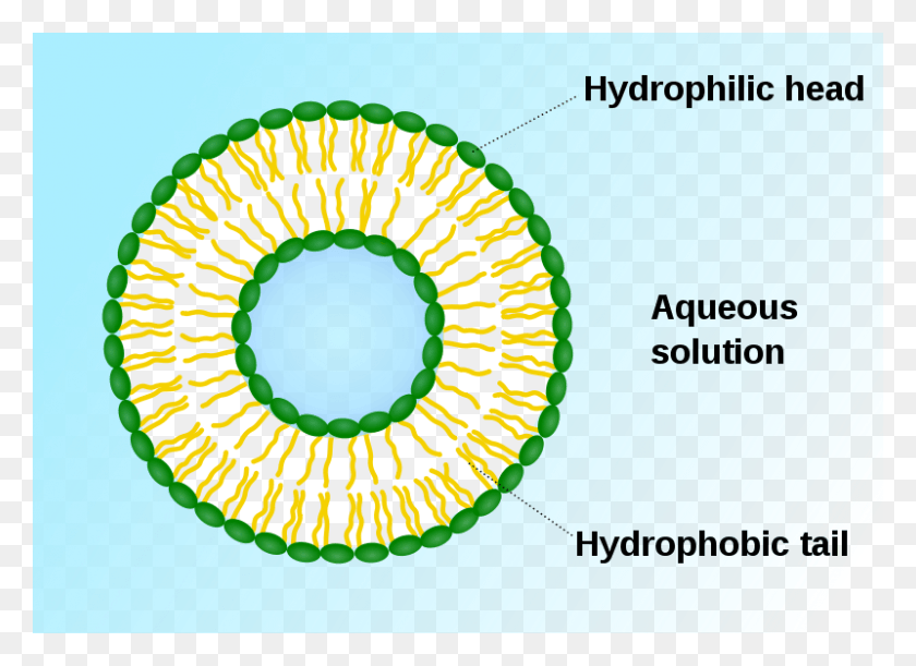 800x566 Diferencia Entre Vesícula Y Vacuola Vesícula De Fosfolípidos, Texto, Tierra, Al Aire Libre Hd Png