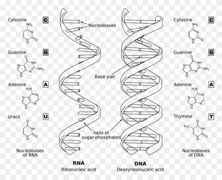 1249x993 Difference Dna Rna En Bw Material Genetico Do Virus, Text HD PNG Download