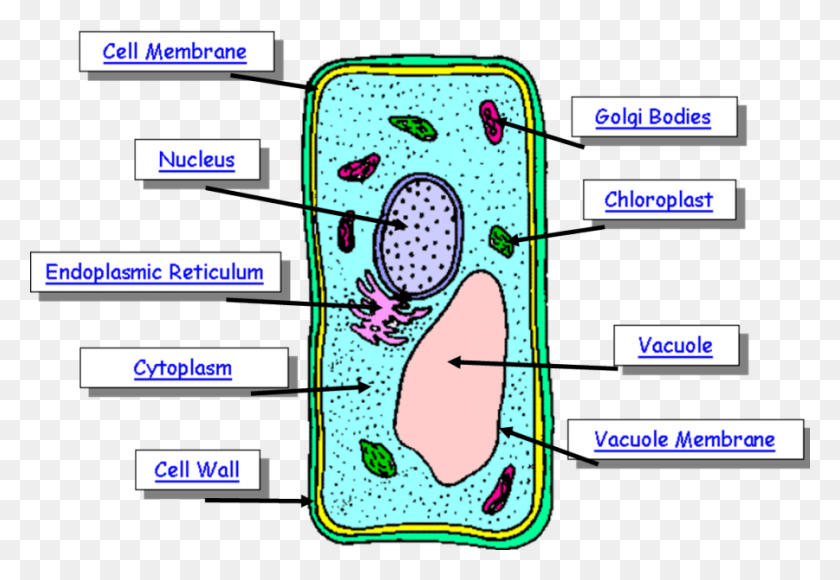 900x601 Different Part Of A Plant Cell, Gas Pump, Pump, Machine HD PNG Download