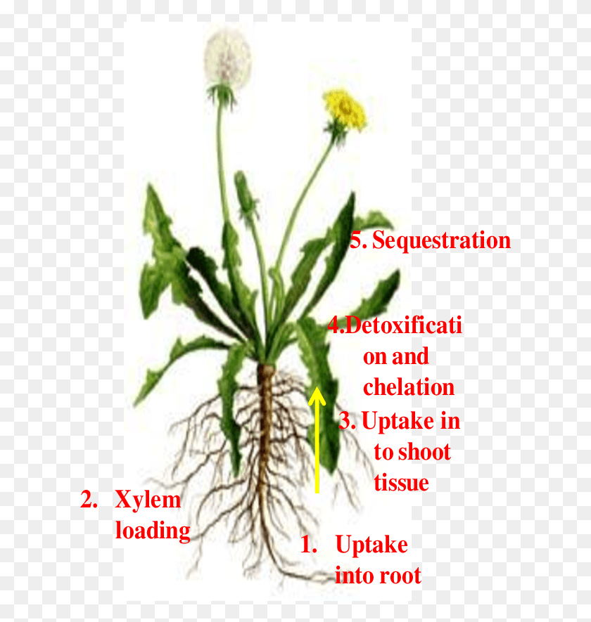 613x825 Different Pathways Of Metal Uptake And Detoxification Dandelion Diagram, Plant, Flower, Blossom HD PNG Download