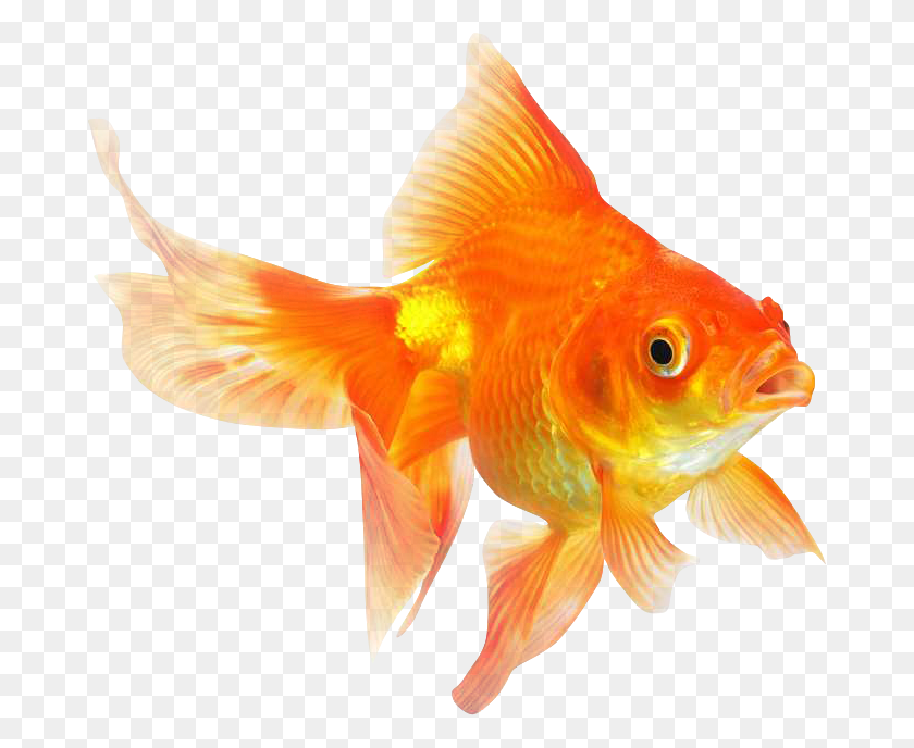678x628 Different Types Of Fishes, Fish, Animal, Goldfish HD PNG Download