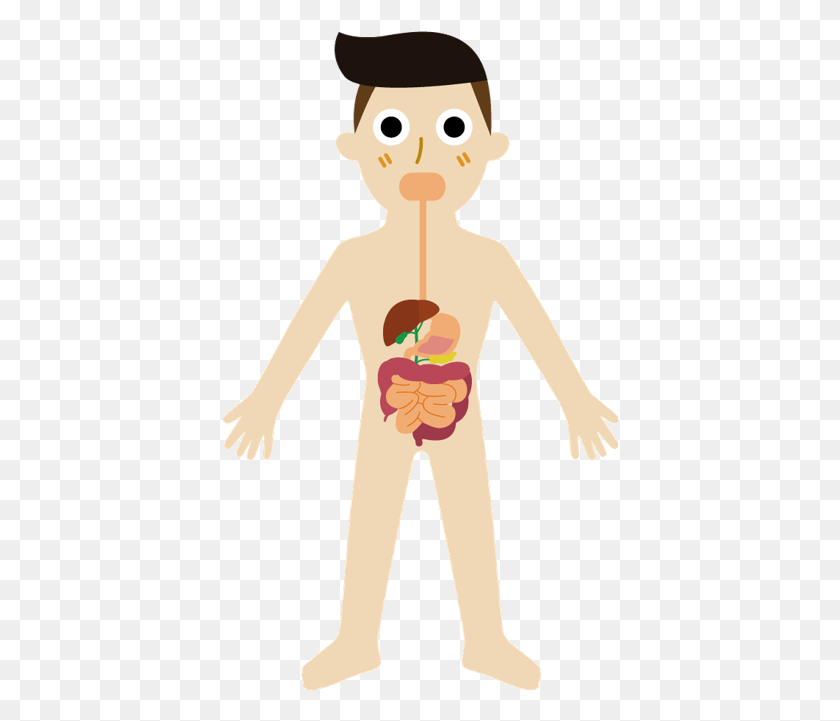 396x661 Digestive System Cartoon, Person, Human, Plant HD PNG Download