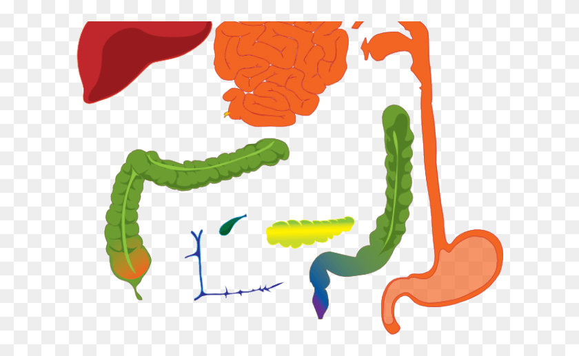 620x457 Digestive System Clipart Parts Of Digestive System Clipart, Plant, Food, Person HD PNG Download