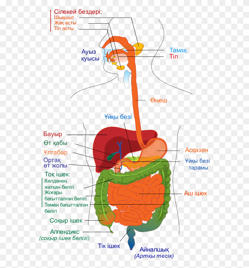 575x845 Descargar Png Diagrama Del Sistema Digestivo Kk Los Sistemas Digestivo Cardiovascular Y Respiratorio Son, Cartel, Publicidad, Parcela Hd Png