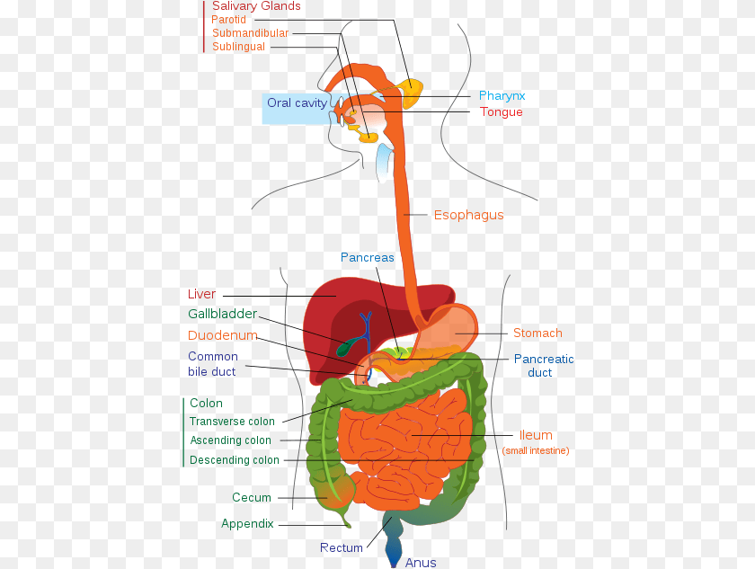 Digestive System Digestive System High School, Dynamite, Weapon PNG