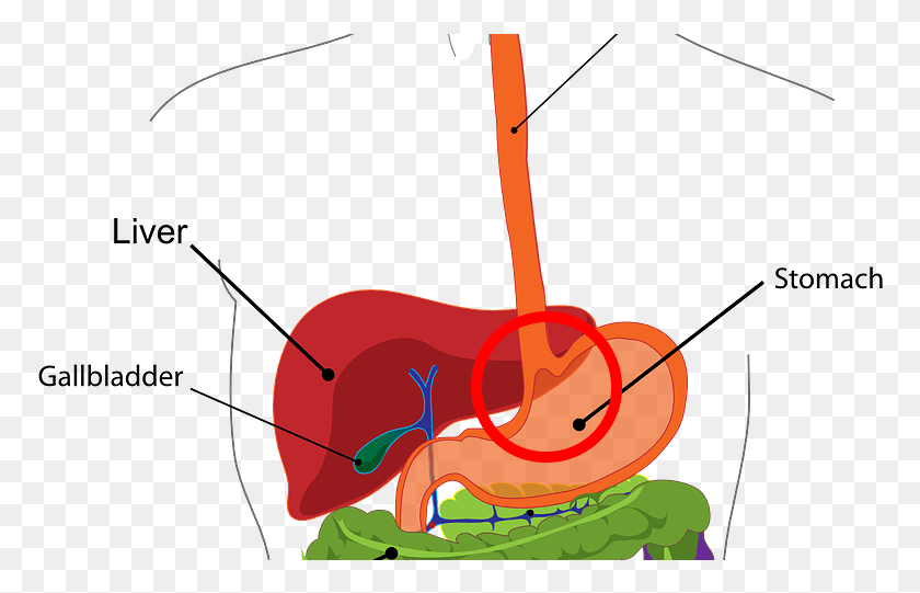 776x481 Digestive System Does Your Liver Do, Animal, Insect, Invertebrate HD PNG Download