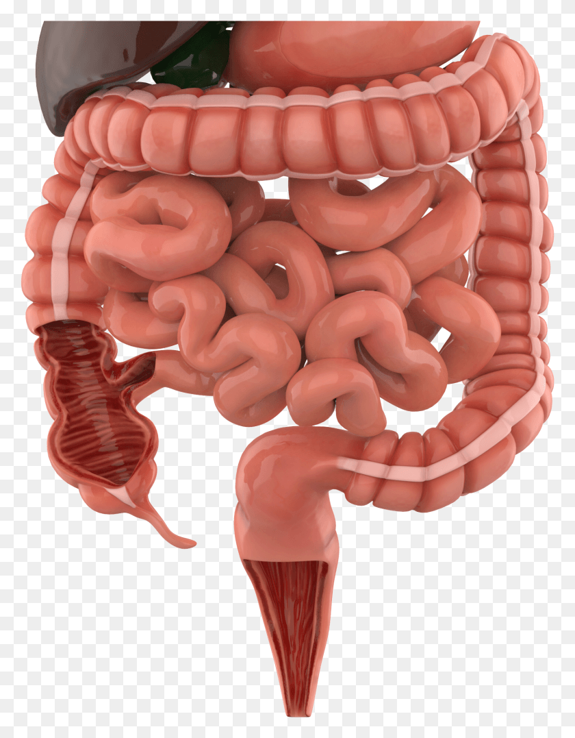 1447x1888 Digestive System Stomach, Food, Animal, Text HD PNG Download