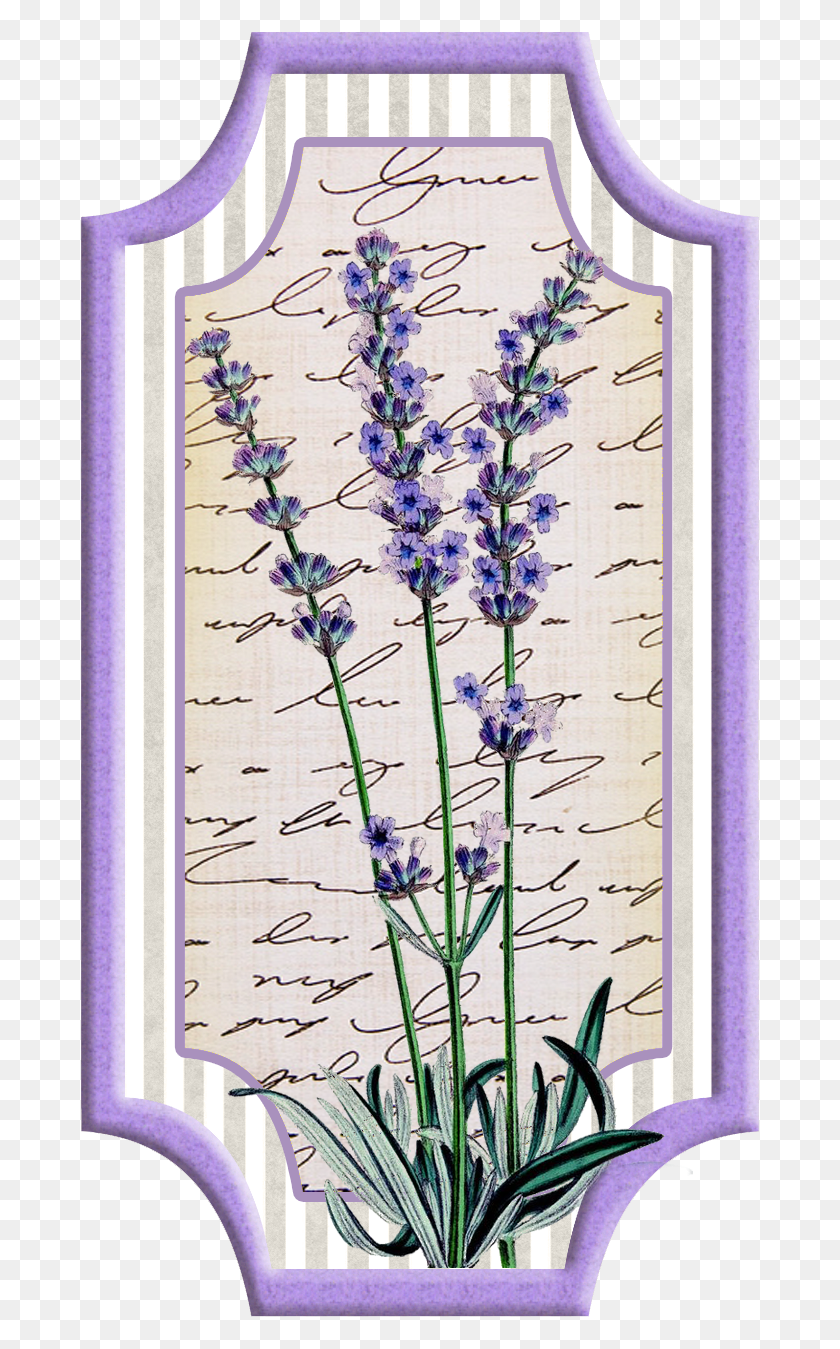 682x1289 Digi Stemple By Alicecreations Рисунки Лаванды, Растения, Цветка, Цветения Png Скачать
