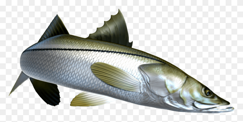 904x423 Digital Fish Art Sea Bass, Animal, Herring, Sea Life Descargar Hd Png