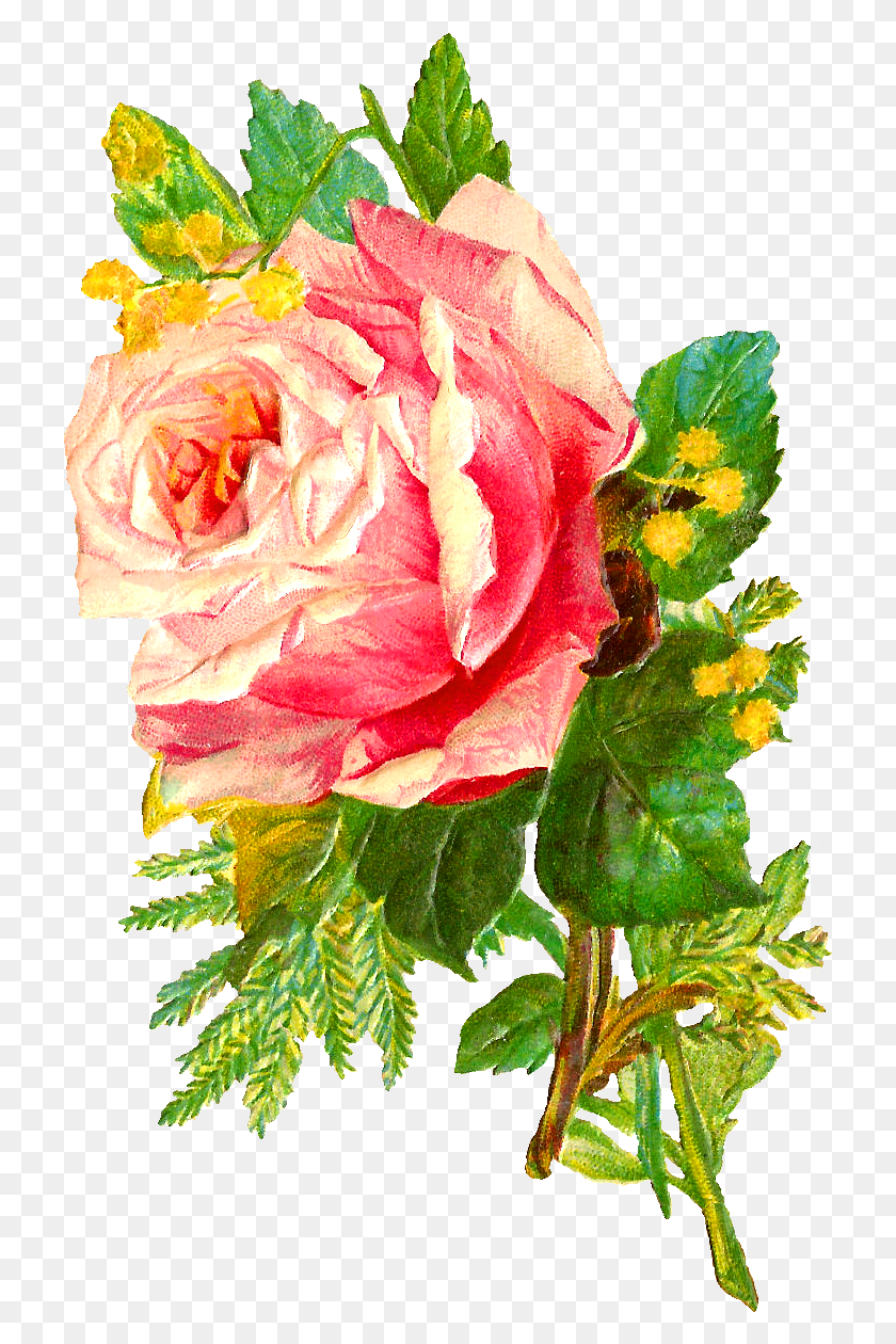 721x1200 Цифровой Цветок Скачать Роза, Растение, Цветок, Герань Hd Png Скачать
