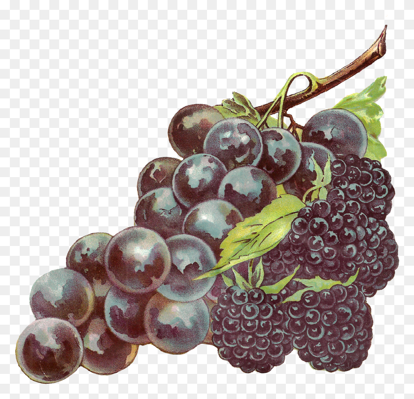 1487x1433 Digital Fruit Clip Art Downloads Seedless Fruit, Grapes, Plant, Food HD PNG Download