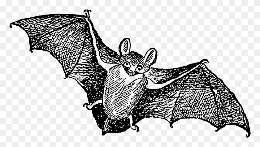 1050x559 Digital Halloween Downloads Big Brown Bat, Nature, Outer Space, Astronomy HD PNG Download
