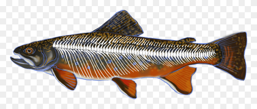 1155x441 Digital Illustration Of A Rainbow Trout With Skeleton Lunge, Fish, Animal, Aquatic HD PNG Download