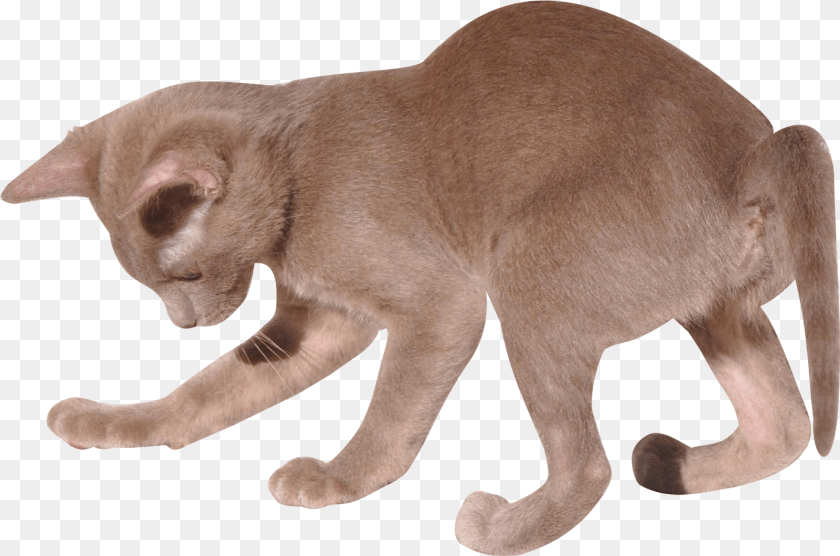 Digital Kitten With Cat, Animal, Mammal, Pet, Abyssinian Sticker PNG