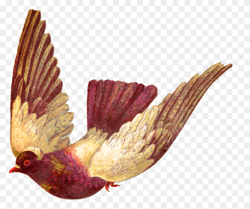 1563x1290 Digital Pigeon Pigeon Flying Images, Leaf, Plant, Animal HD PNG Download