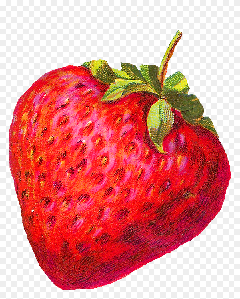 890x1122 Digital Strawberry Downloads Vintage Strawberry Clip Art, Fruit, Plant, Food HD PNG Download