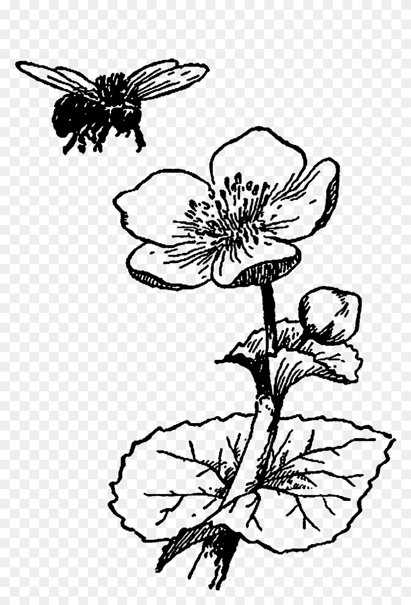 784x1184 Digital Wildflower Downloads Bee On Flower Drawing, Outdoors, Nature HD PNG Download