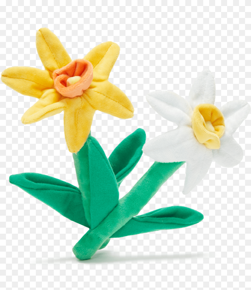 1042x1201 Dilly Dally Daffodils U2013 Barkshop Lovely, Daffodil, Flower, Plant Transparent PNG