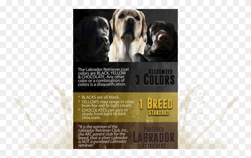 940x563 Dilute Free Labrador Retriever, Poster, Advertisement, Flyer HD PNG Download
