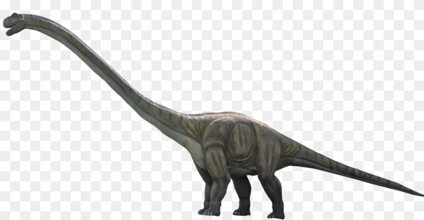 1036x539 Dinosaur, Animal, Reptile, T-rex Transparent PNG