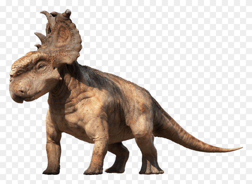 1000x710 Dinosaurio Dinosaurio Pachyrhinosaurus, Reptil, Animal, T-Rex Hd Png