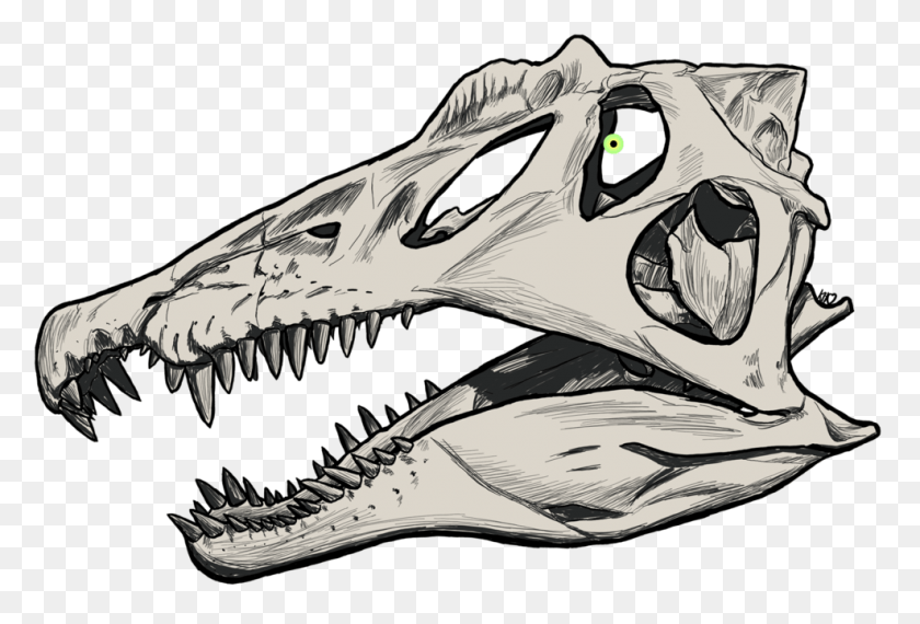 987x646 Dinosaur Drawing Skull Spinosaurus Skull Sketch, Reptile, Animal, T-rex HD PNG Download