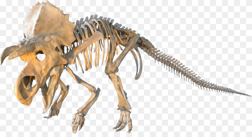 1893x1033 Dinosaur Fossil, Animal, Reptile Sticker PNG