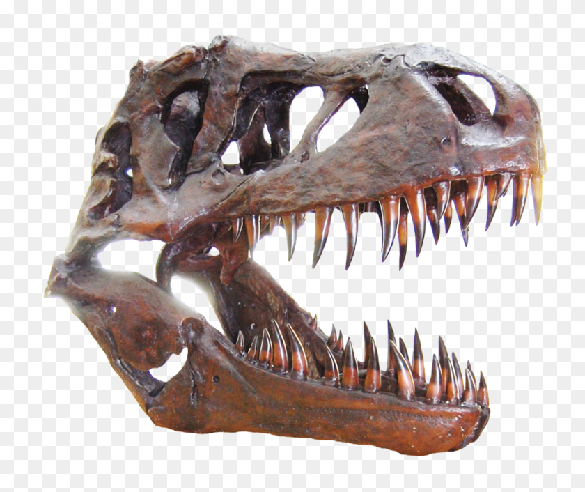 1024x849 Dinosaur Skull, T-rex, Reptile, Animal HD PNG Download