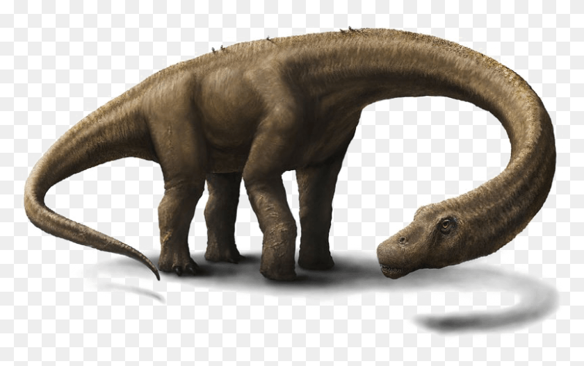 801x480 Динозавры Самый Большой Динозавр В Мире, Рептилия, Животное, Слон Hd Png Скачать