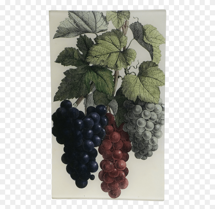461x756 Dionysus Grape Vine, Plant, Grapes, Fruit HD PNG Download