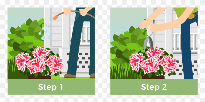 1402x643 Directly After Planting Give Your Shrub A Thorough Dianthus, Plant, Graphics HD PNG Download