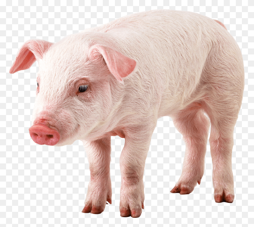 2049x1813 Грязная Свинья Клипарты Свинья Без Фона, Млекопитающее, Животное, Свинья Png Скачать