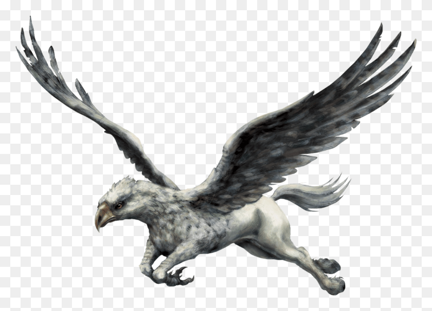 1024x717 Discover Ideas About Harry Potter Hermione Granger Harry Potter Animals, Bird, Animal, Eagle HD PNG Download