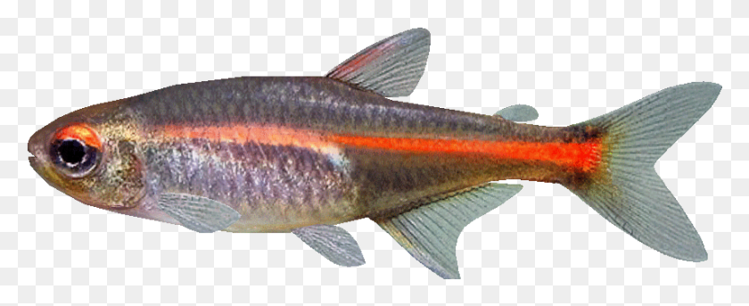 856x311 Discover Ideas About Tropical Fish Aquarium Glowlight Tetra, Fish, Animal, Sea Life Descargar Hd Png