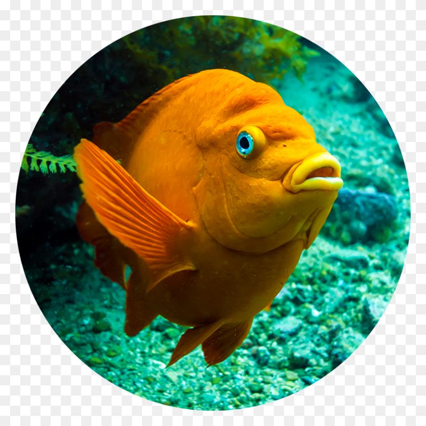 800x800 Discover Southern California Scuba Diving, Fish, Animal, Angelfish HD PNG Download