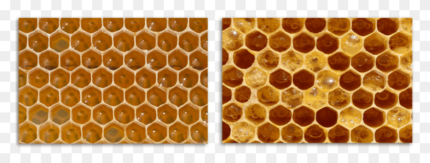 2362x785 Display The Following Bee, Honeycomb, Honey, Food HD PNG Download