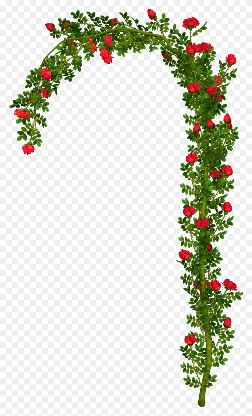 1641x2789 Displaying 19gt Images For Rose Bush Arch, Plant, Leaf, Vine HD PNG Download