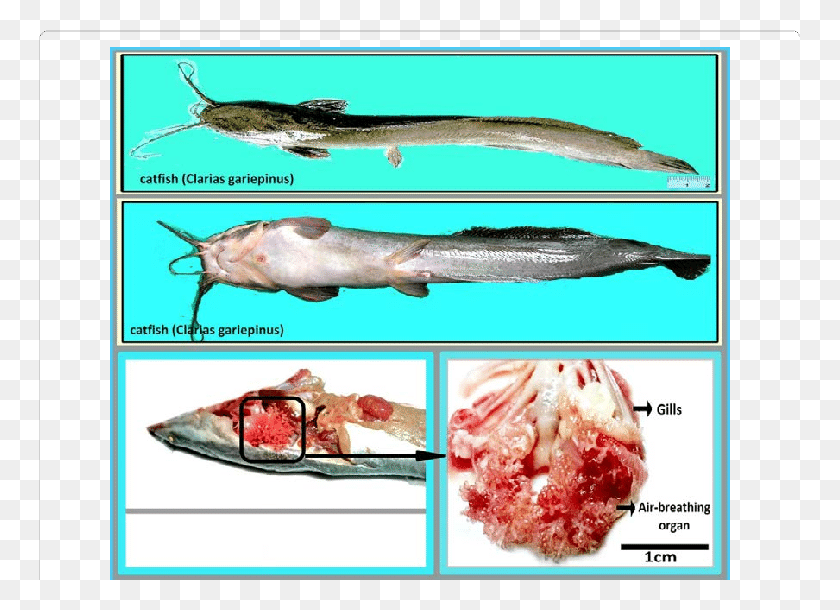 761x550 Dissection Of Air Breathing Organ From Catfish Suprabranchial Organ, Fish, Animal, Sea Life HD PNG Download