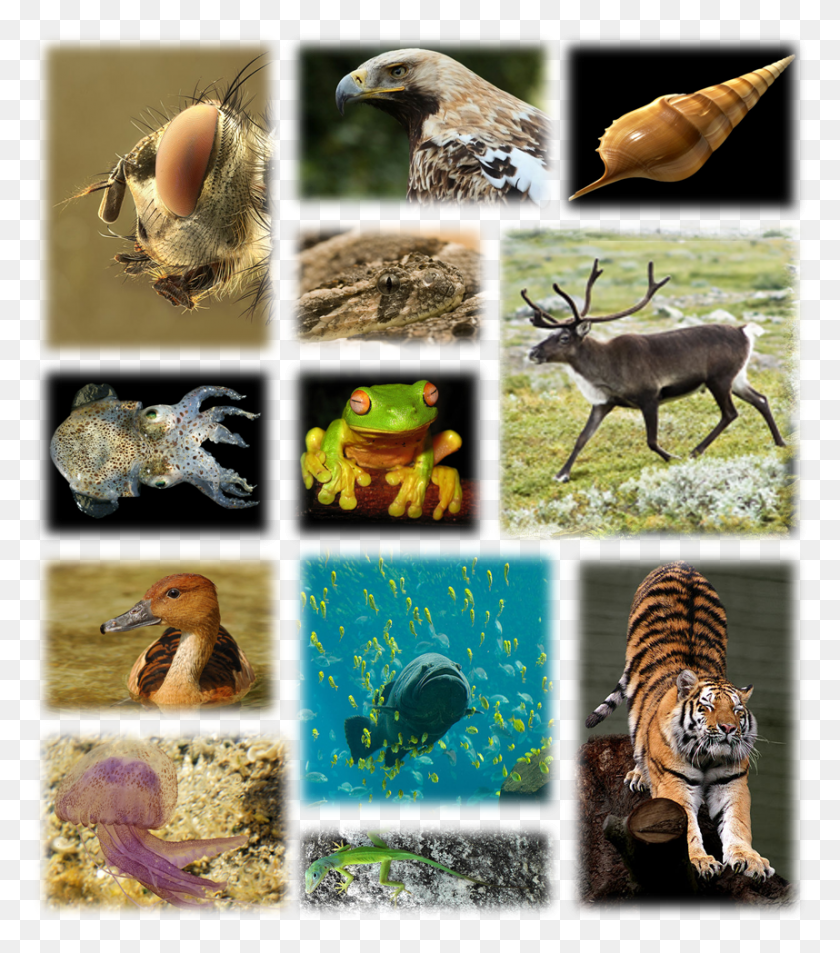 858x983 La Diversidad En Los Organismos Vivos, Tigre, La Vida Silvestre, Mamíferos Hd Png