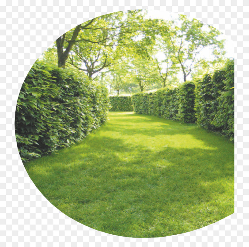 744x776 Dm Cutting Hedge Hedge, Plant, Outdoors, Grass HD PNG Download