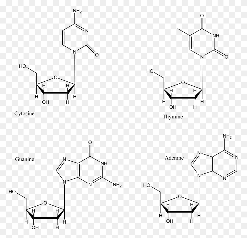 2032x1956 Dna Base Pairs Sugar In A Nucleotide, Nature, Outdoors, Plot Descargar Hd Png