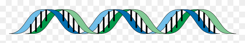 1281x145 Dna Gene Genetic Helix Rna Image Genetics Clipart Transparent, Word, Building, Architecture HD PNG Download