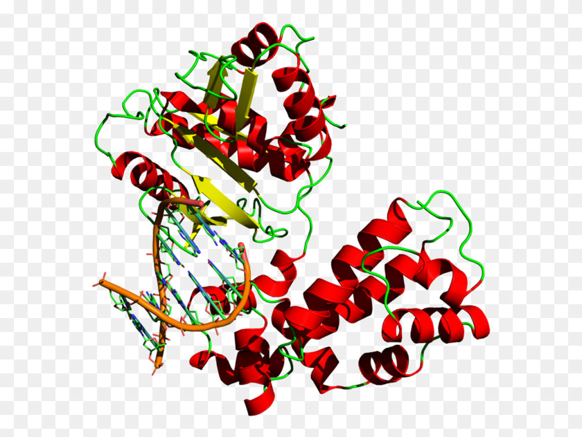 576x572 Dna Polymerase Dna Polymerase Structure, Graphics, Floral Design HD PNG Download