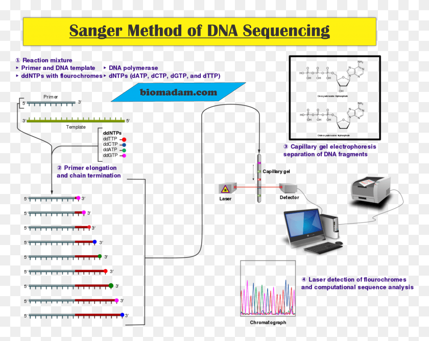 3550x2768 Dna Sequencing Method Updated With Maxam Gilbert Method, Electronics, Text, Plot HD PNG Download