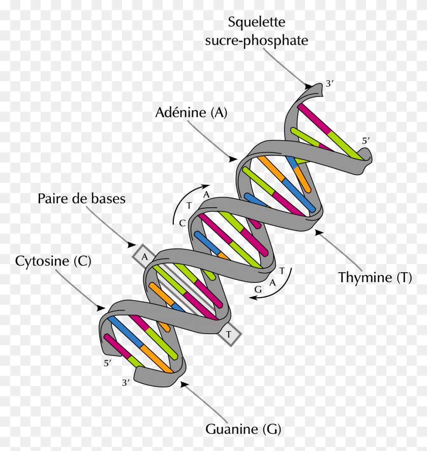 1612x1713 Dna Structure Dna Structure And Bases, Lawn Mower, Tool, Graphics HD PNG Download